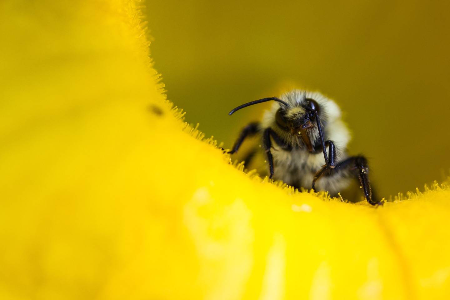 Honey bee on a yellow flower