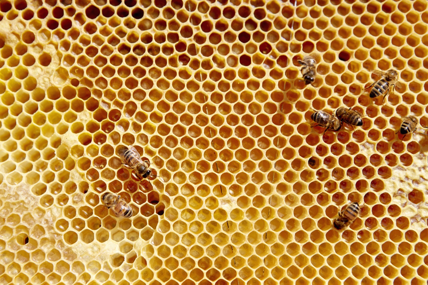 Honeycomb close-up