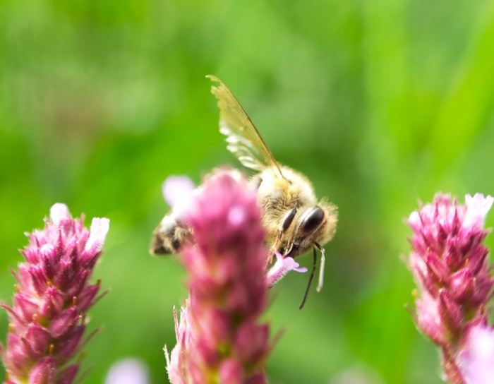 Bee in flight near pink flowers
