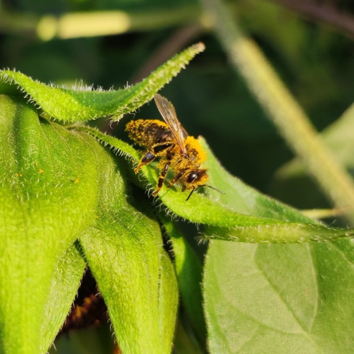 Bee collecting pollen on a green plant