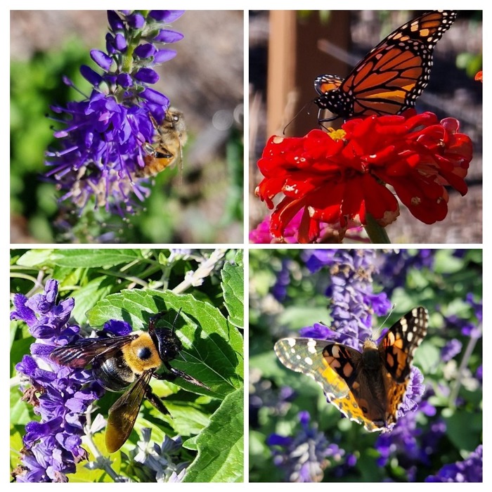 Bees and butterflies on flowers — collage